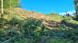 Rodung von einem Hügel